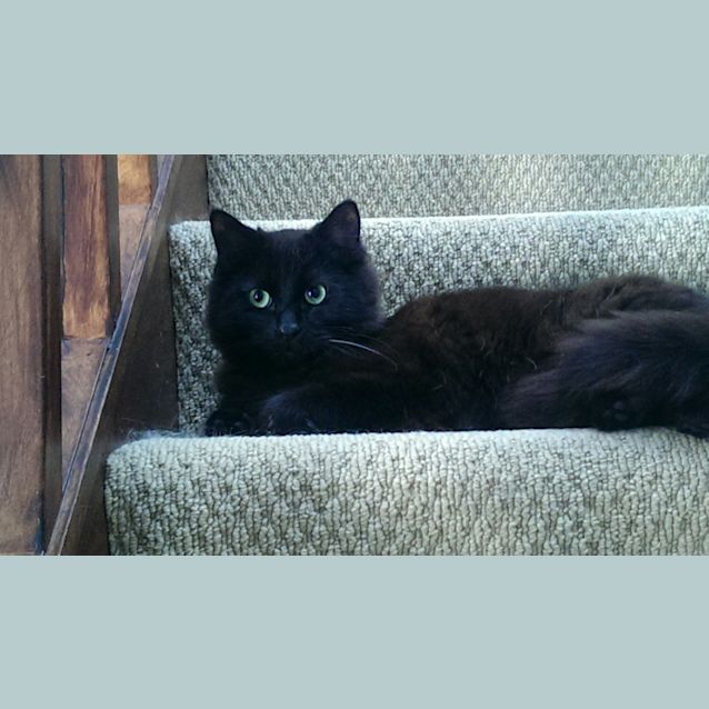 Photo of Sir Truffles