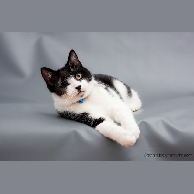 Photo of Loki