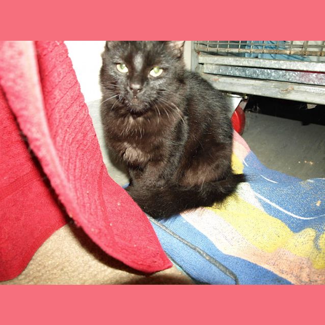 Photo of Mahni Adopted Fee $150