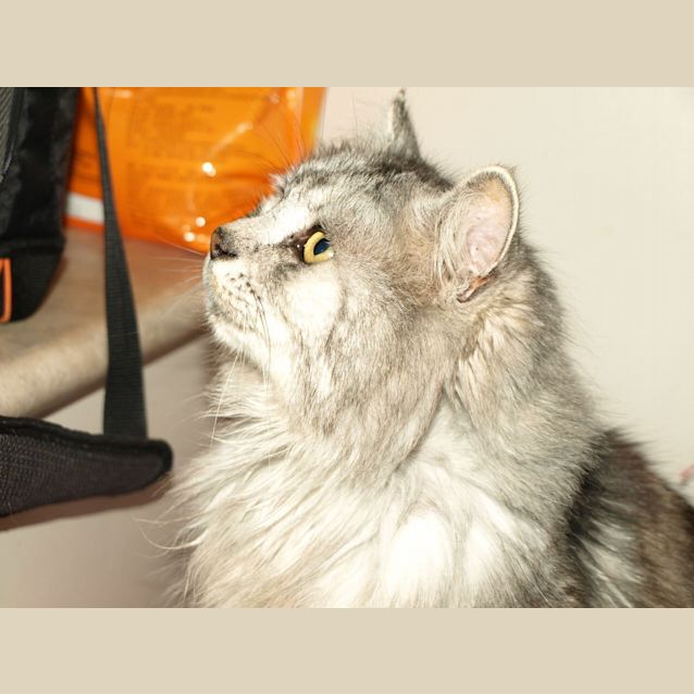 Photo of Mufasa