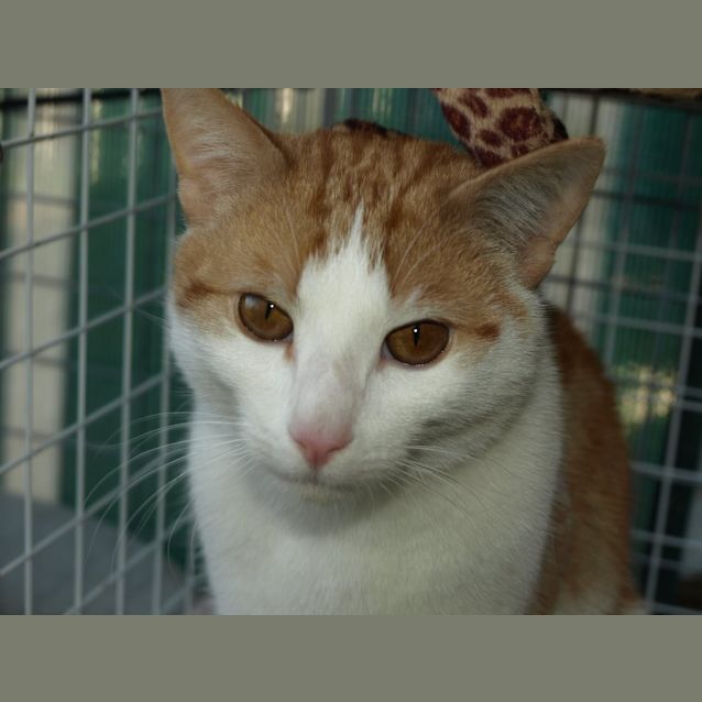 Photo of Oliver
