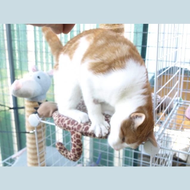 Photo of Oliver
