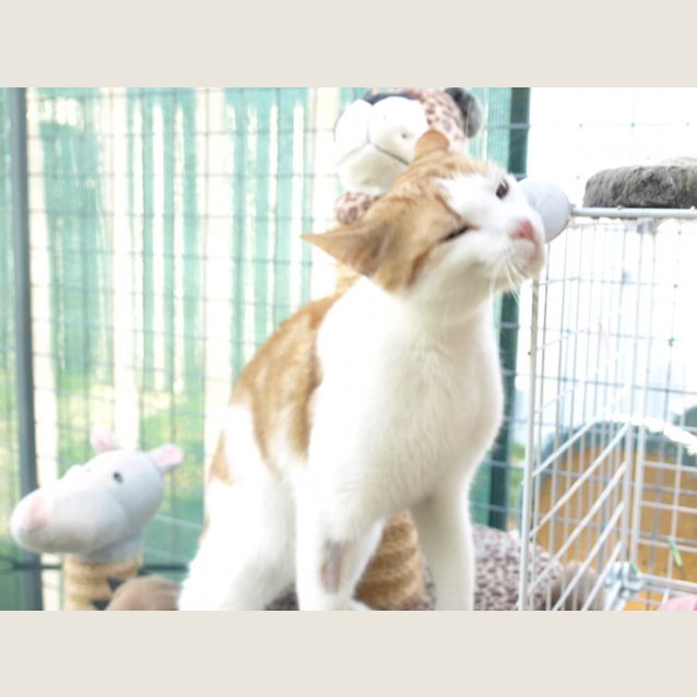 Photo of Oliver