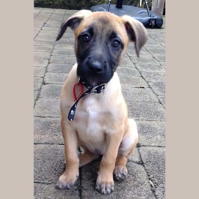 Photo of Lotte (Dog Friendly)