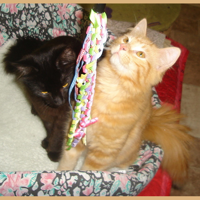 Photo of Onyx