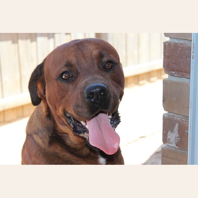 Photo of Petey
