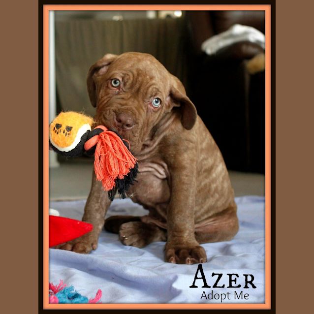 Photo of Azer ~Dogue De Bord X Nea Mastiff (Trial 19/10/15).