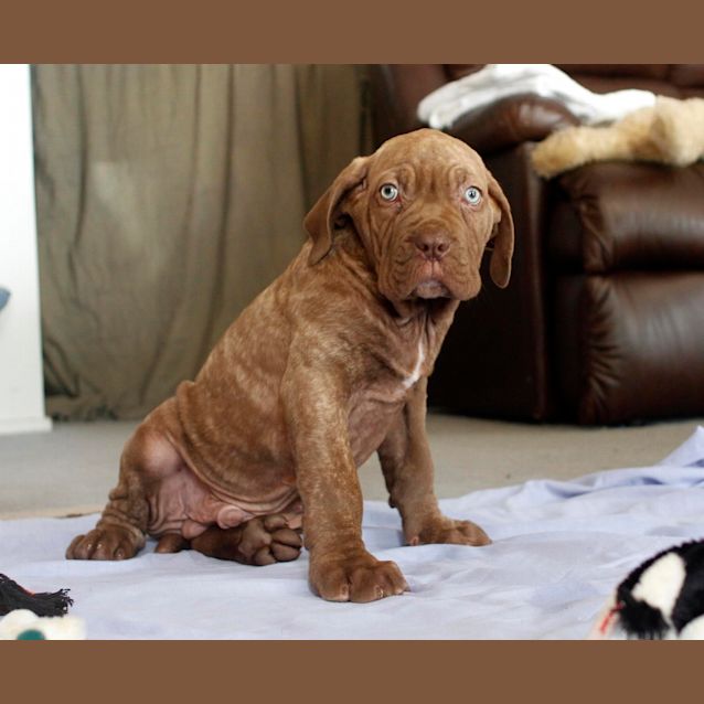 Photo of Azer ~Dogue De Bord X Nea Mastiff (Trial 19/10/15).