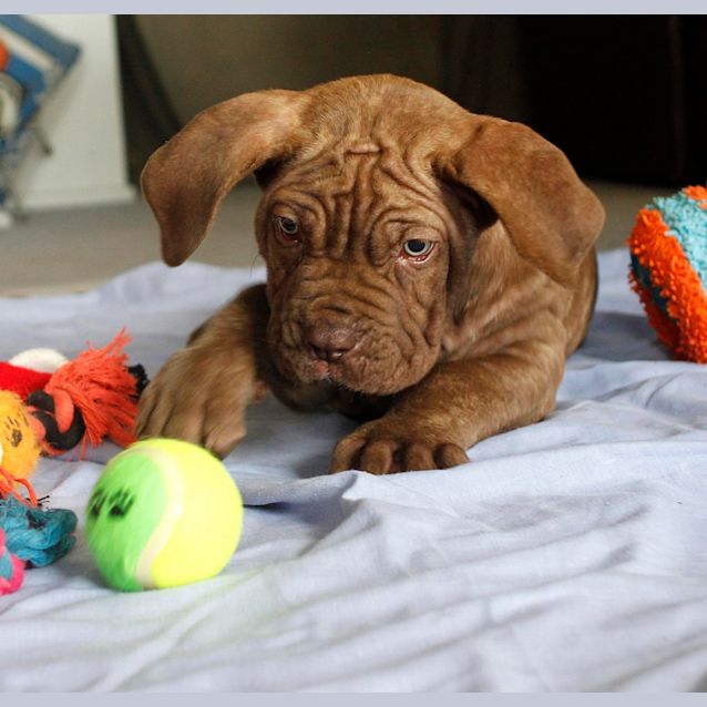Photo of Azer ~Dogue De Bord X Nea Mastiff (Trial 19/10/15).