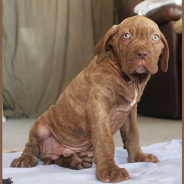 Photo of Azer ~Dogue De Bord X Nea Mastiff (Trial 19/10/15).
