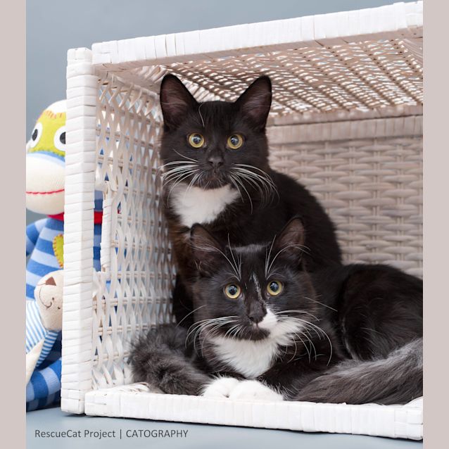 Photo of "Kitten Domino And Dice"   Purrfect Match