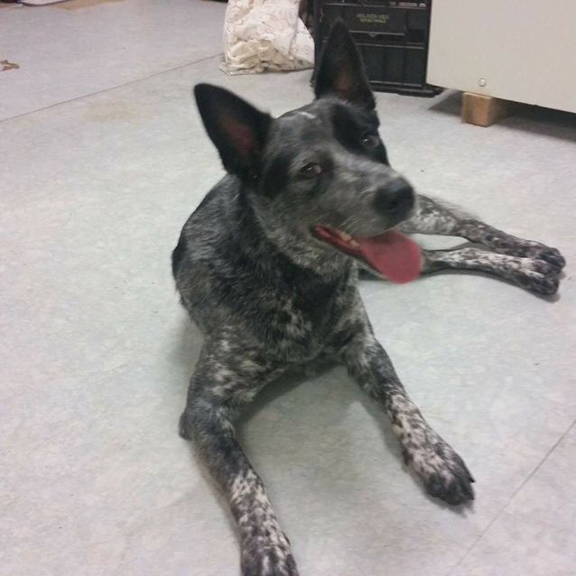 Photo of Elka (Adoption Pending)