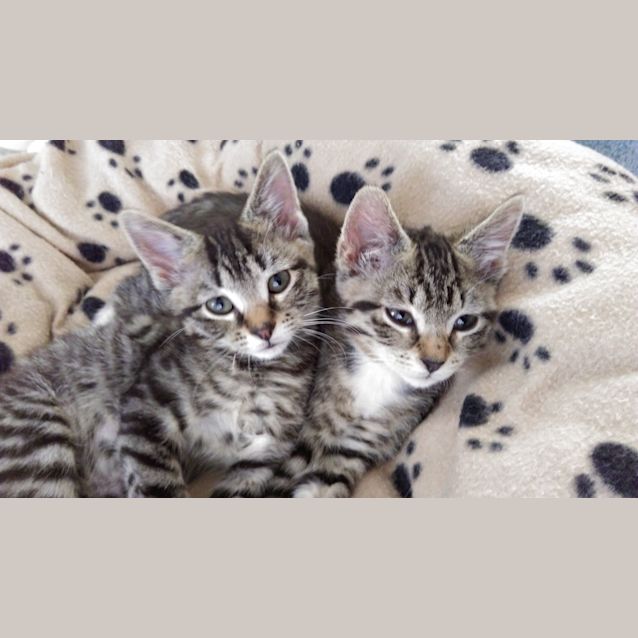 Photo of Furbie And Fifi
