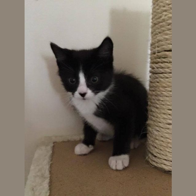 Photo of Sweet Sherbet