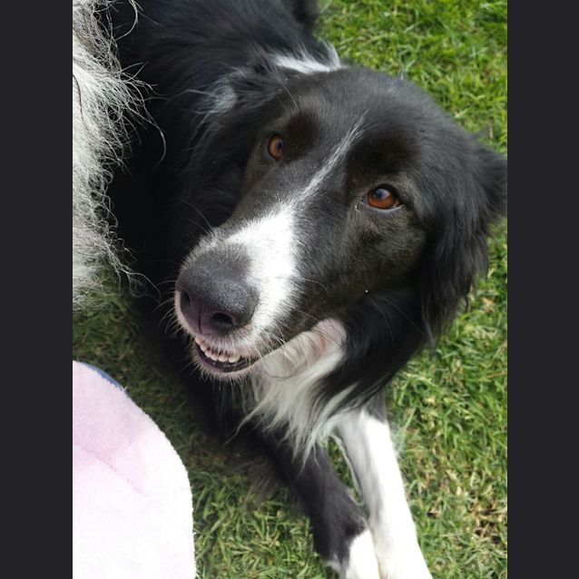 Photo of Bella *****On Trial*****