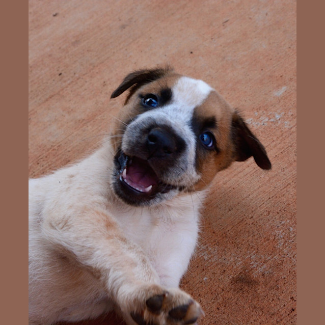 Photo of Marley (Bed42967) *Adopted*