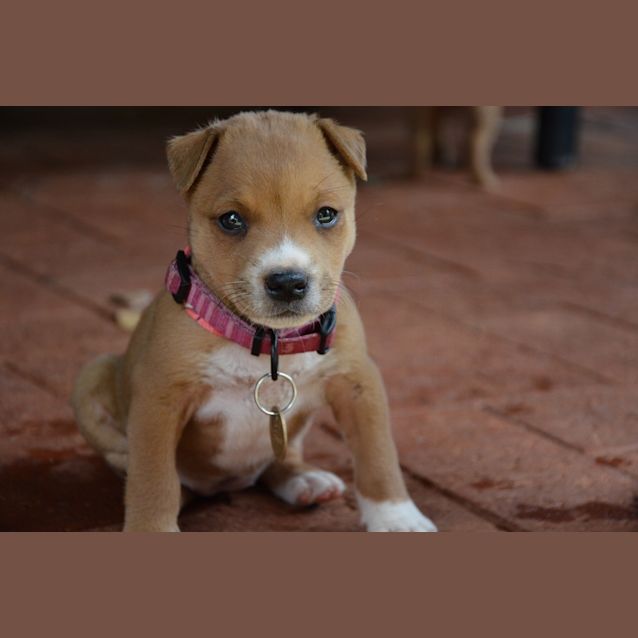 Photo of Xian (Bed42934) *Adopted*