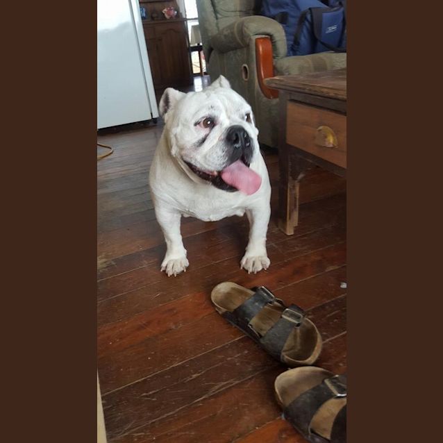 Photo of Annie (Adoption Pending)