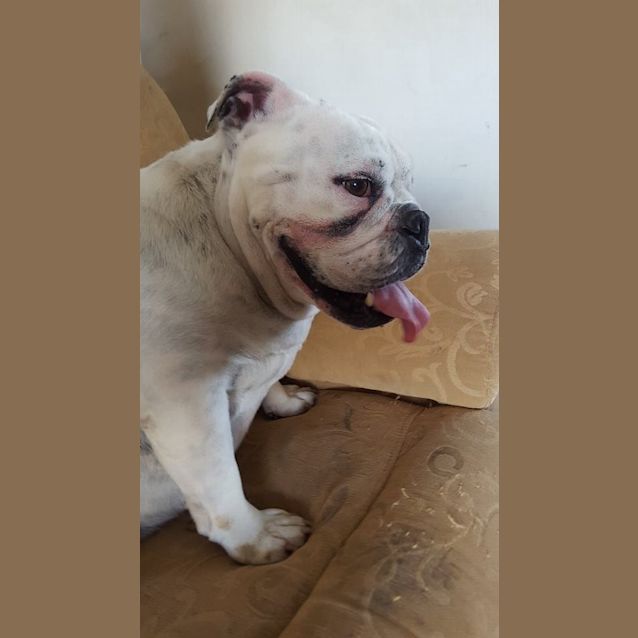 Photo of Annie (Adoption Pending)