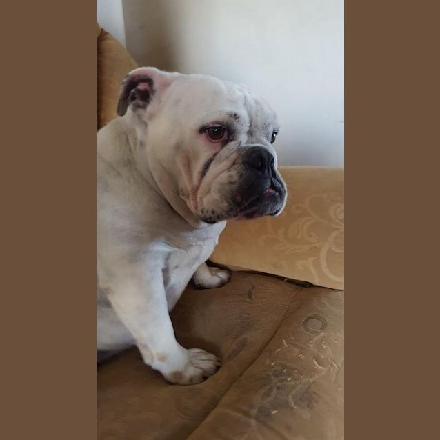 Photo of Annie (Adoption Pending)