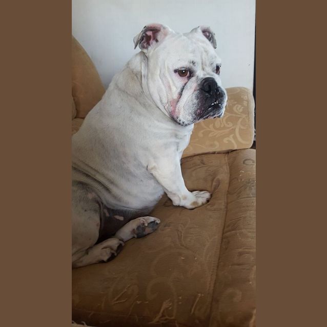 Photo of Annie (Adoption Pending)