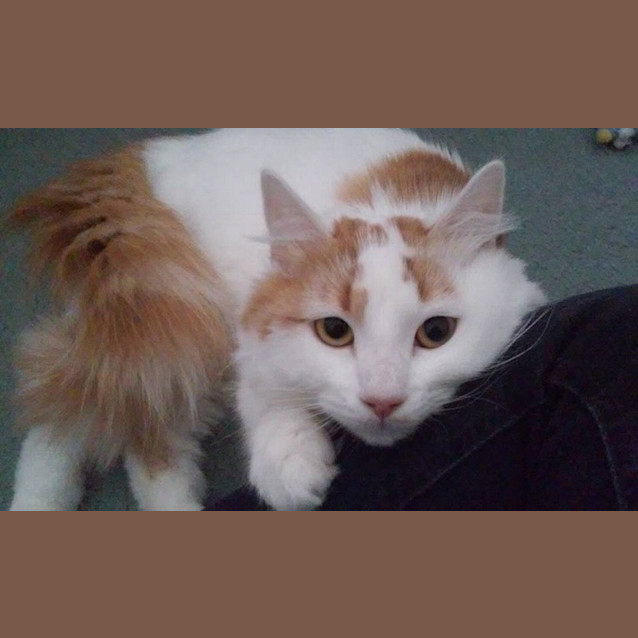 Photo of Oscar