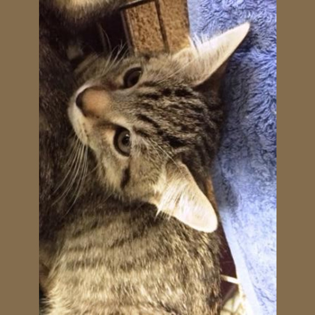 Photo of Ra