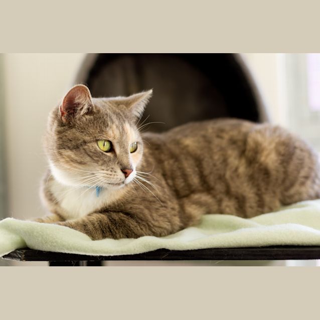 Photo of Creme