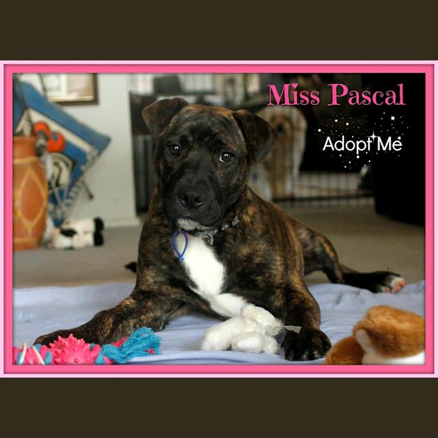 Photo of Miss Pascal ~ Mastiff X Shar Pei~ (Trial 10/10/15)