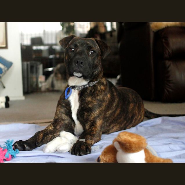 Photo of Miss Pascal ~ Mastiff X Shar Pei~ (Trial 10/10/15)