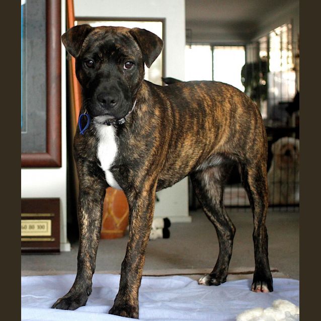 Photo of Miss Pascal ~ Mastiff X Shar Pei~ (Trial 10/10/15)