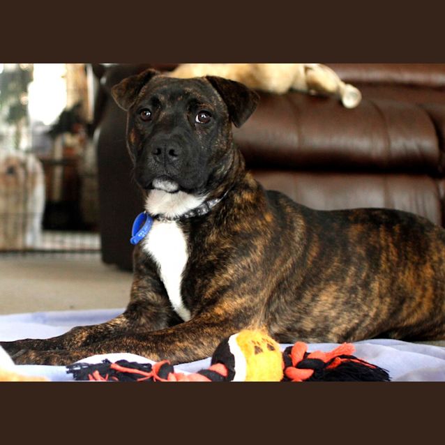 Photo of Miss Pascal ~ Mastiff X Shar Pei~ (Trial 10/10/15)