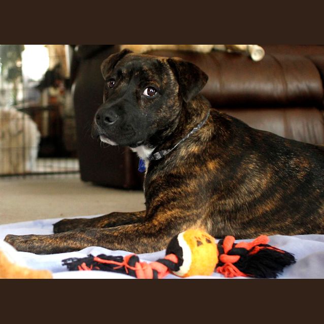 Photo of Miss Pascal ~ Mastiff X Shar Pei~ (Trial 10/10/15)