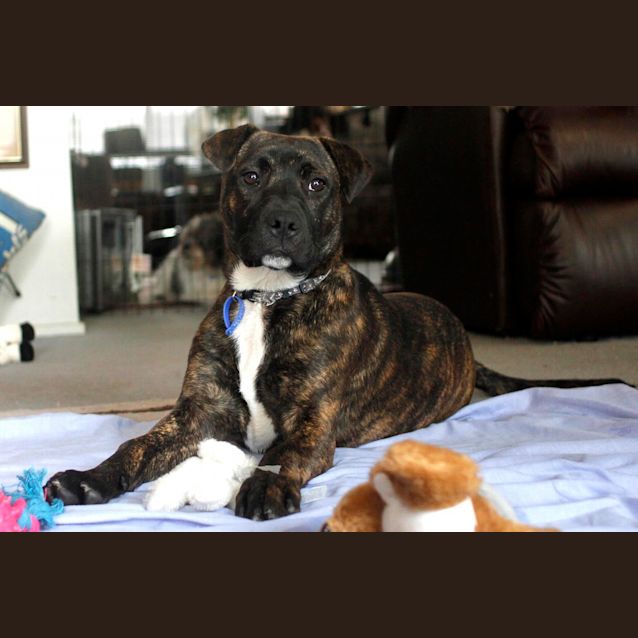 Photo of Miss Pascal ~ Mastiff X Shar Pei~ (Trial 10/10/15)