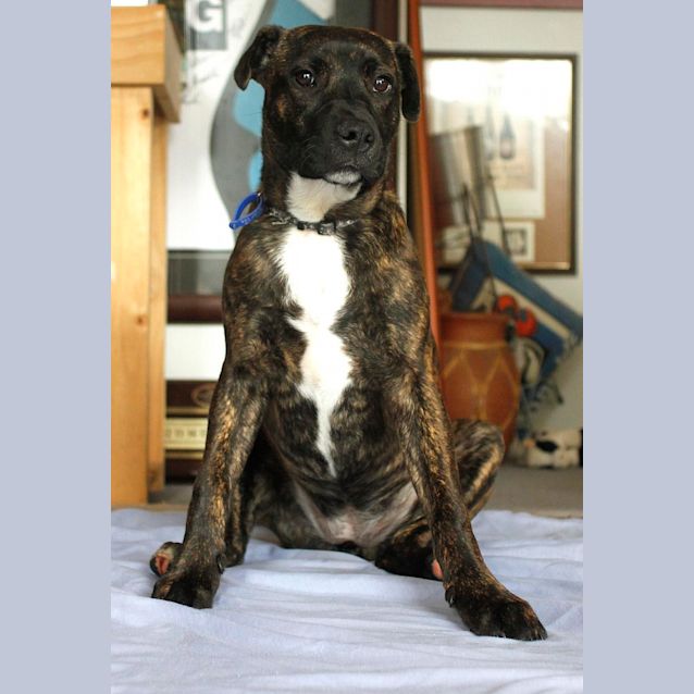 Photo of Miss Pascal ~ Mastiff X Shar Pei~ (Trial 10/10/15)