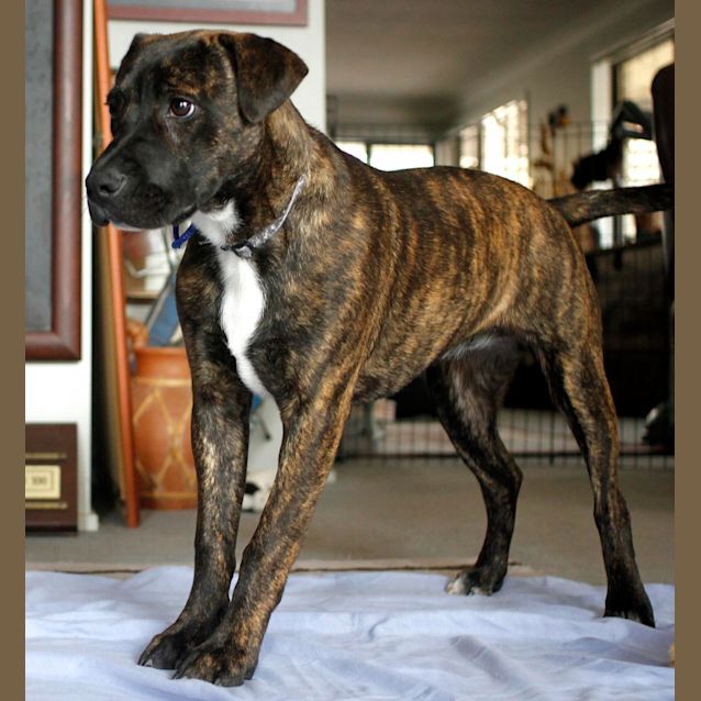 Photo of Miss Pascal ~ Mastiff X Shar Pei~ (Trial 10/10/15)
