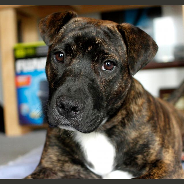 Photo of Miss Pascal ~ Mastiff X Shar Pei~ (Trial 10/10/15)