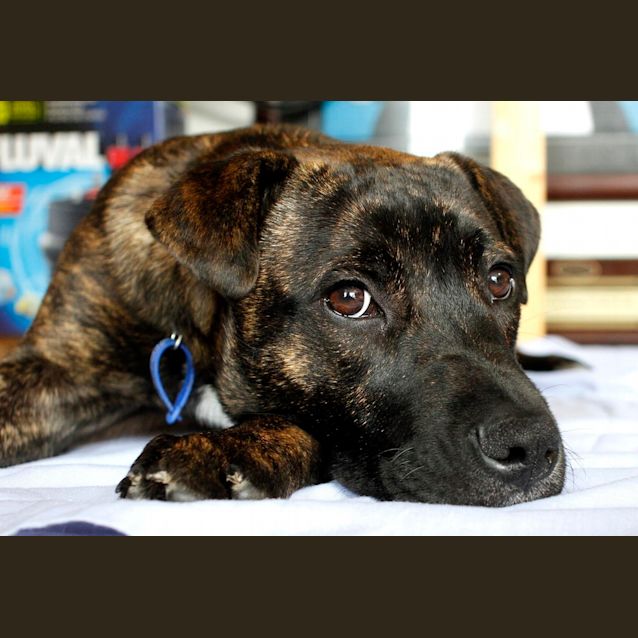 Photo of Miss Pascal ~ Mastiff X Shar Pei~ (Trial 10/10/15)