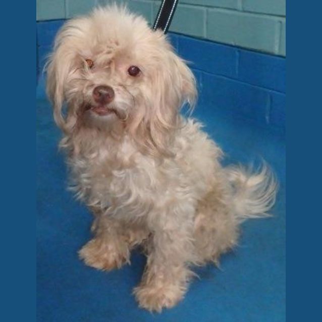 Photo of Snowflake