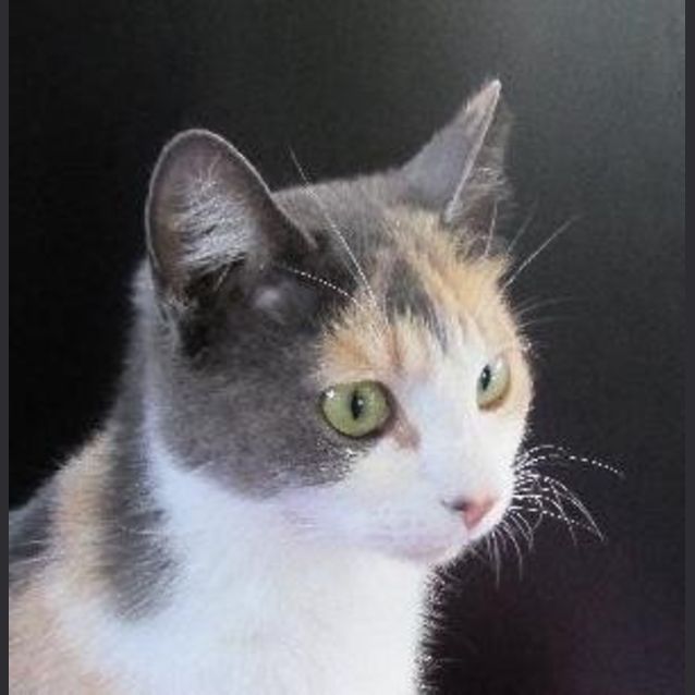 Photo of Mouse