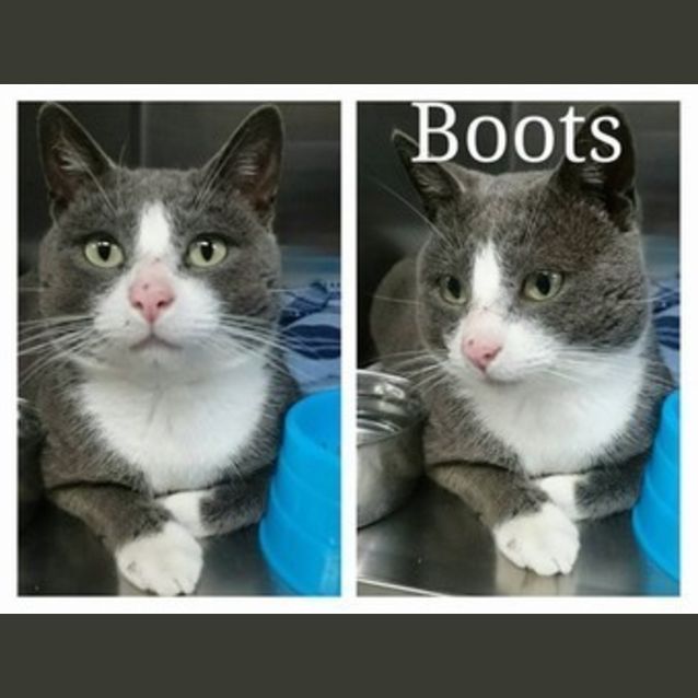 Photo of Boots @ The Pet House Erina