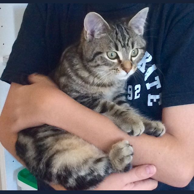 Photo of "Amy" $49   Purrfect Match 
