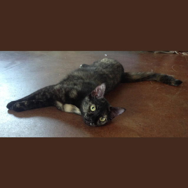 Photo of "Mika"   Purrfect Match 