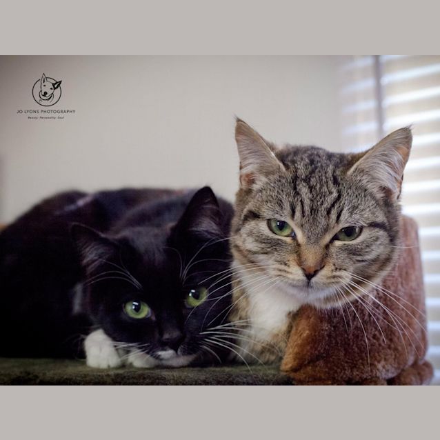Photo of "Suey And Carrie" Purrfect Match 