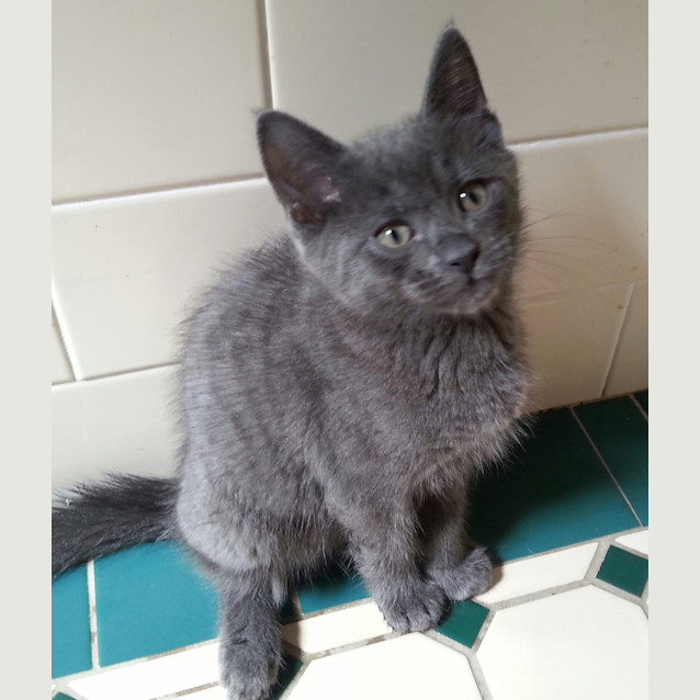 Photo of Angus