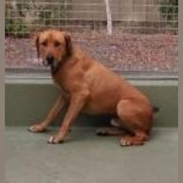 Photo of Tank
