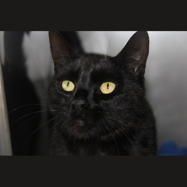 Photo of Smitten