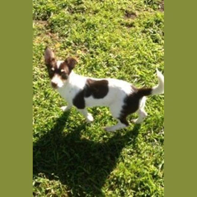 Photo of Daisy