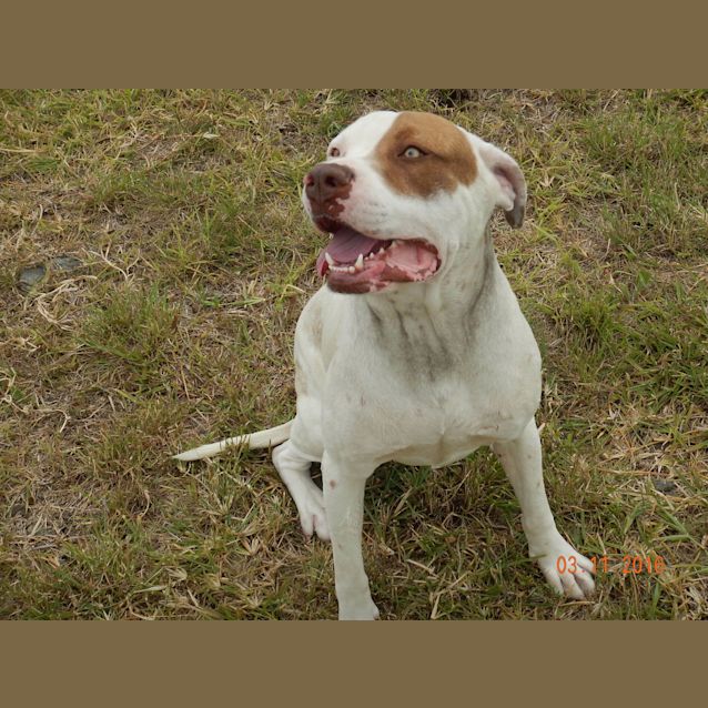 Photo of Malibu (Adoption Pending)