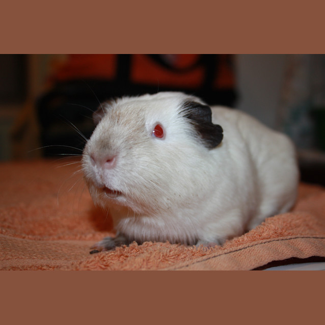Photo of Cinnamon